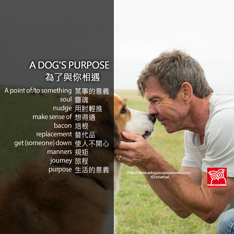 A DOG'S PURPOSE  為了與你相遇