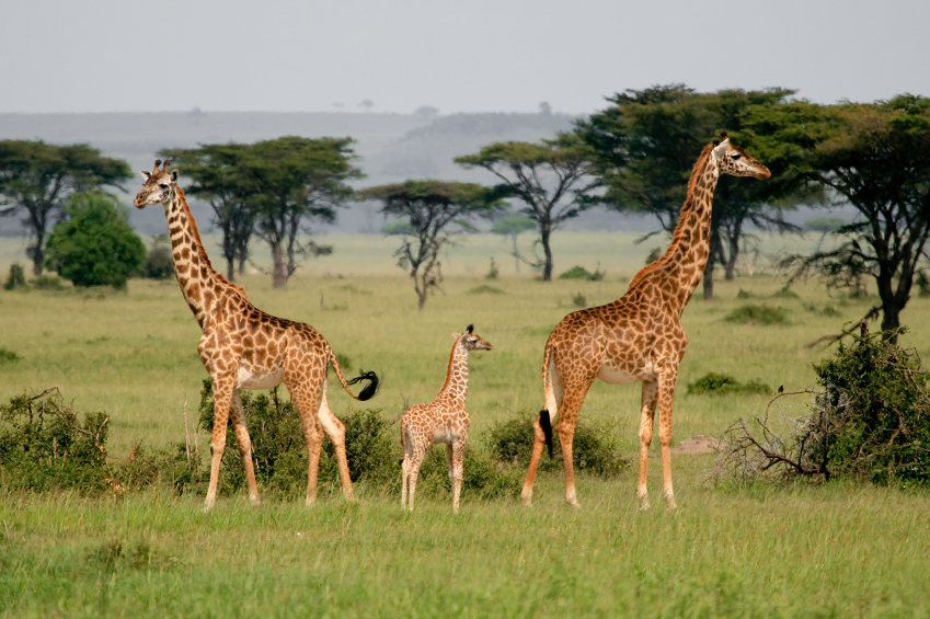 The Serengeti